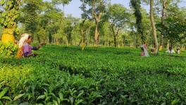 tea workers