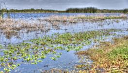 Indo-Gangetic Plain is Drying Despite Rise in Water Flow in the Streams, Says WMO