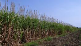 Sugarcane farming