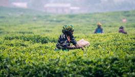 The tea garden had been closed for seven years, reopening in December 2021, during which workers were reportedly deprived of their entitled benefits.