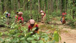 Sukumoni Hansda and others from Barokurpa village under the Onda block of Bankura collecting saal leaves from the Aasna forest of Taldangra.