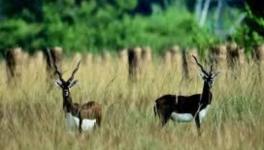 Thanks to Amulya Upadhyay, the Buguda and Balipadar forest division now harbours the second largest population of Black Bucks after Rajasthan.