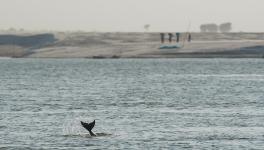 gangetic dolphin