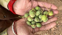 Dropped fruit due to failed fruit season (Photo - Rachna Verma, 101Reporters)