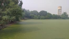 A dilapidated pond in Teona village of Bathinda block in Bathinda district (Photo - Amarpal Singh Verma, 101Reporters)