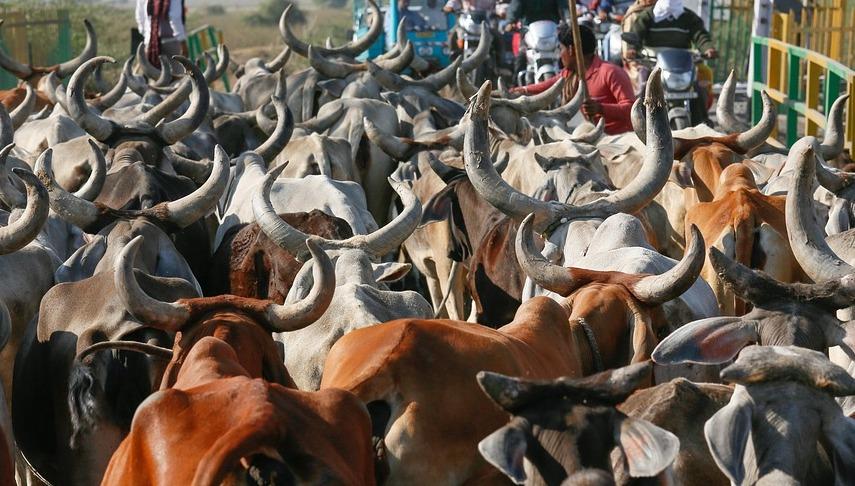 Cattle Market