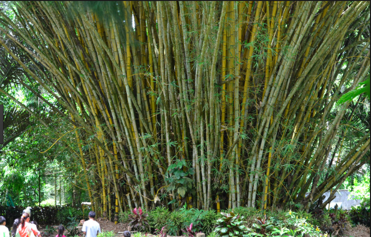 bamboo