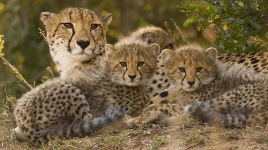 Cheetahs