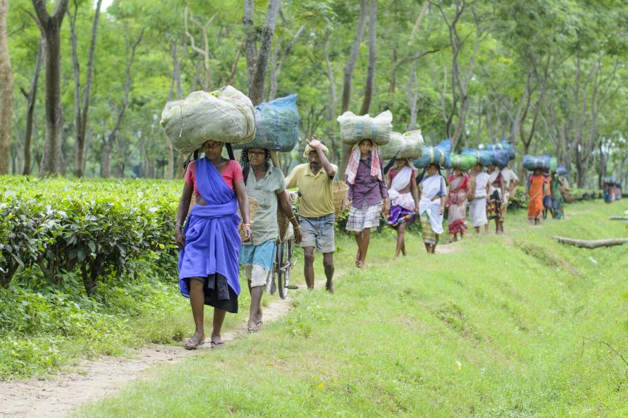 Tea Garden Labours