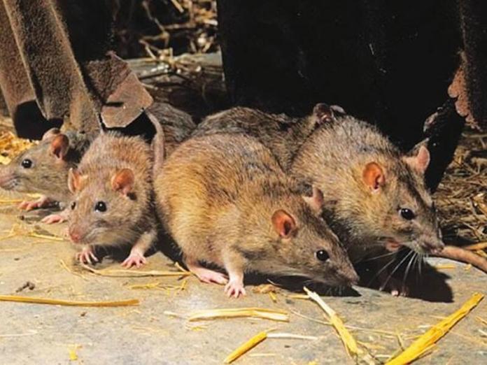 Lassa fever rats