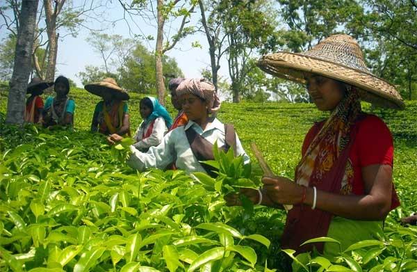 Tea Workers