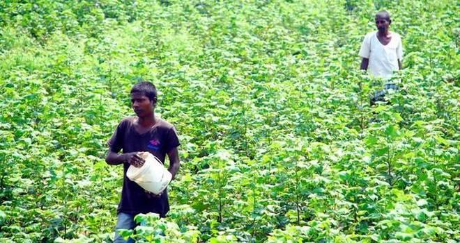 Telangana Farmers