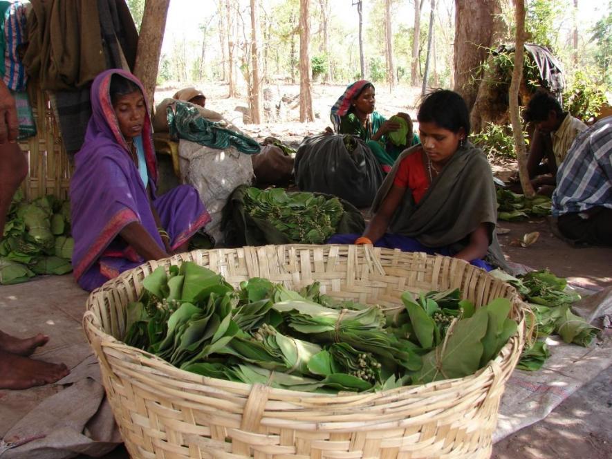 tendu leaf farmers