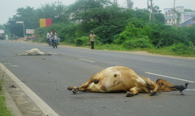 ‘Life-Cycle’ of Cows