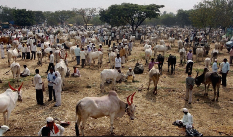 Holy Cow! More Than 100 Cows Die in Muzaffarnagar of UP