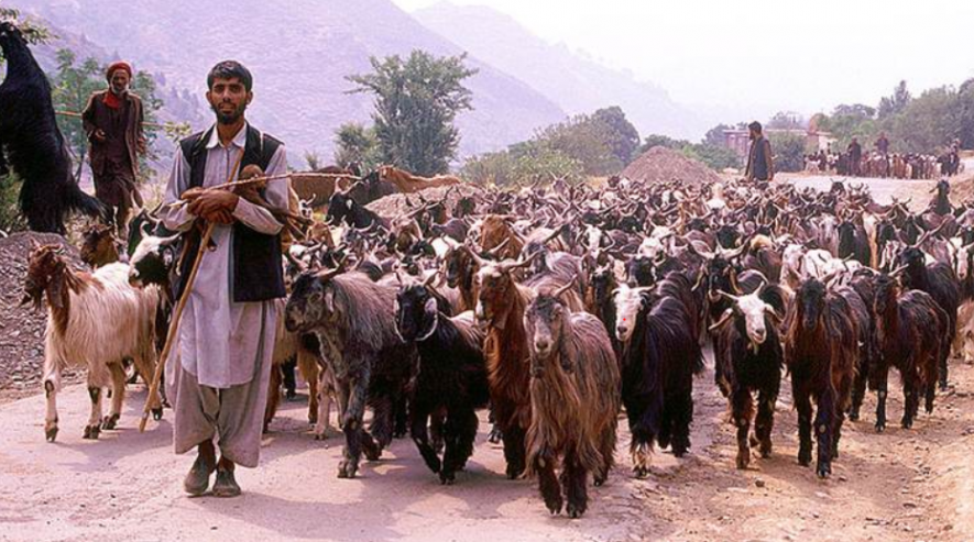 J&K: Grazing Land Should Not be Converted, Demand Gujjar Bakarwals 