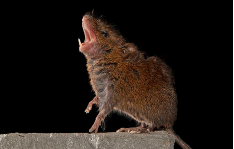 Singing Mouse