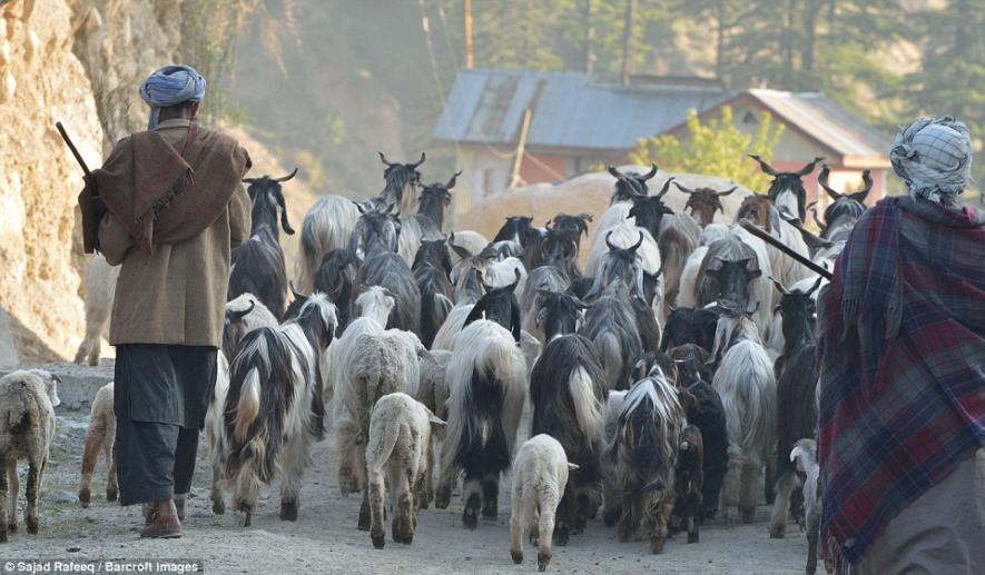 Gujjar Bakarwal