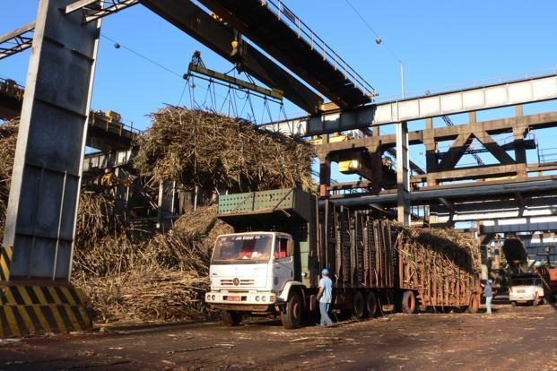 Elections 2019: Cane Farmers Squeezed Between Unpaid Arrears, Mounting Losses