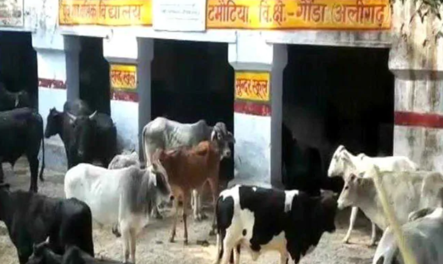 UP Cow Shelter Policy Fails? 