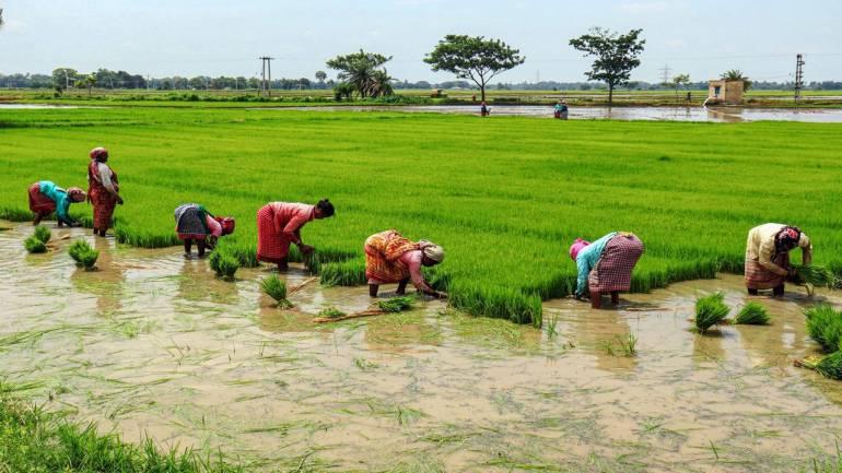 Grim Diwali for Aurangabad Farmers as Post-Monsoon Rains Damage Crops