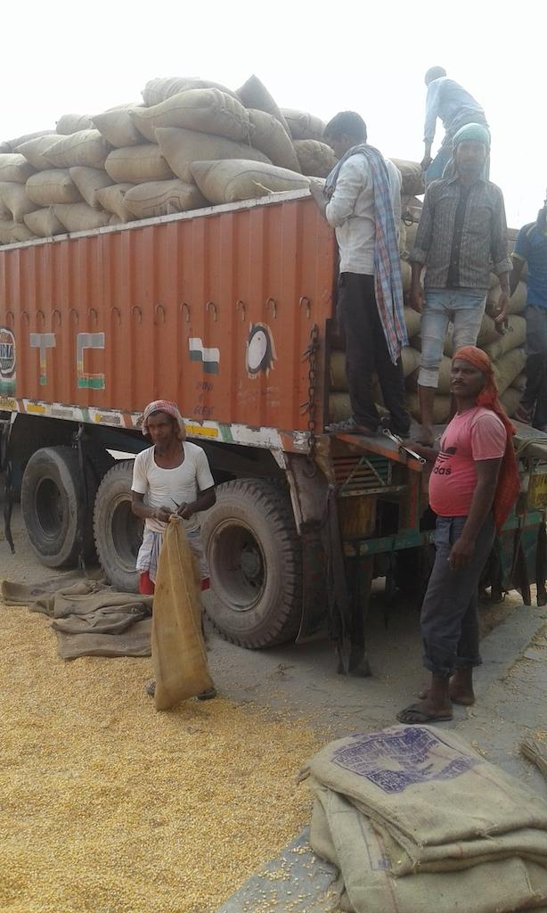 Bihar Maize Farmers