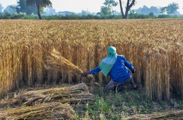 COVID-19 Lockdown: Dearth of Labourers Slows Down Harvesting in Bihar