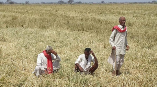 COVID-19 in Rural India -I: Harvesting