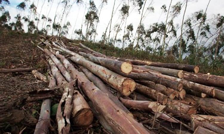 Timber Mafia Chops Down Over 1,000 Trees