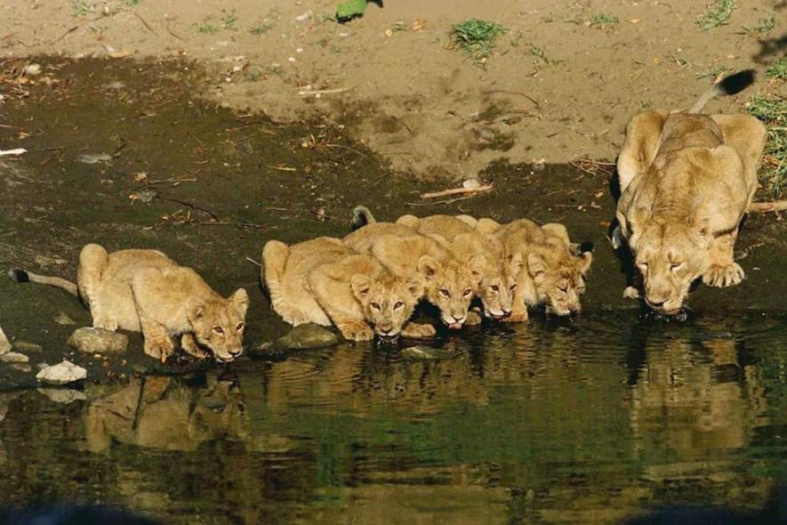 Translocation of Asiatic Lions