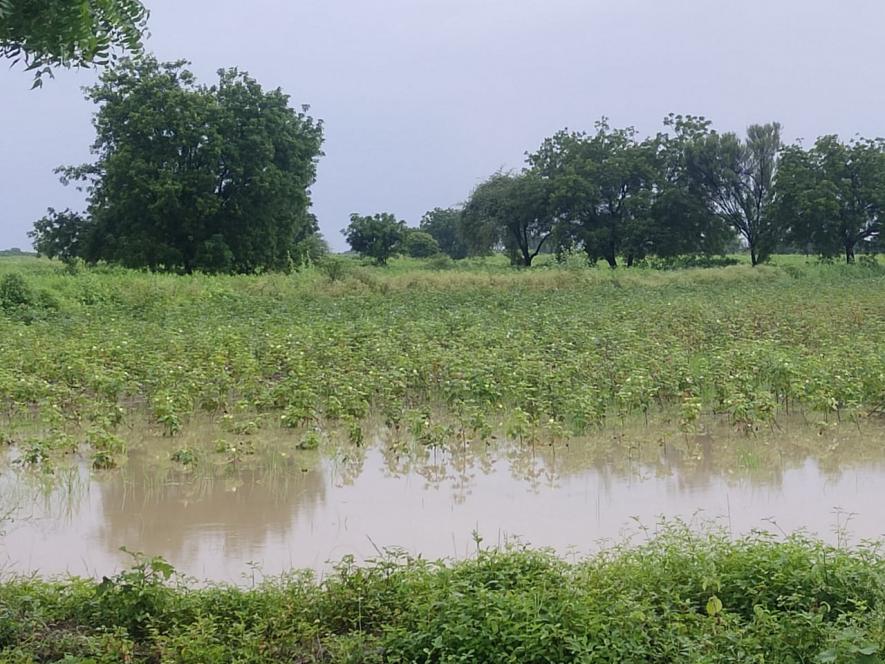 crops damaged