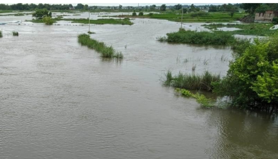 Paddy Field