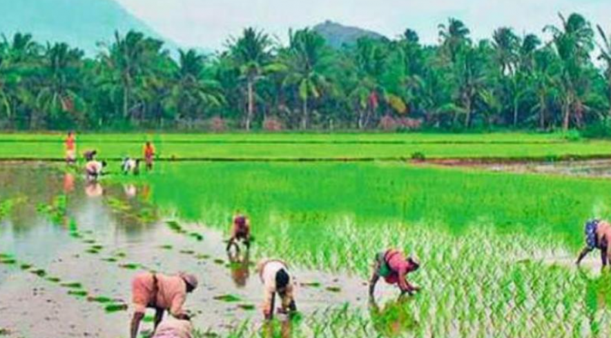 paddy farmers