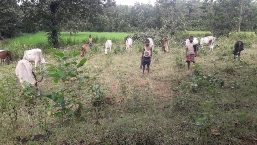 Children rearing cows in nearby fields as schools are closed for a prolonged period to contain the spread of coronavirus