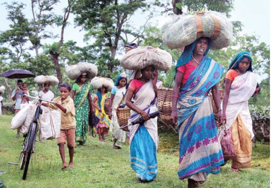 maha adivasi