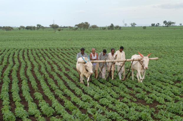 farmer