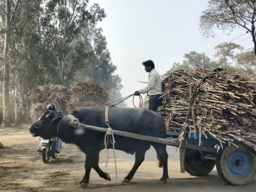 sugarcane