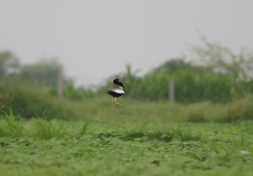 Lesser Florican display photo by Sujit Narwade