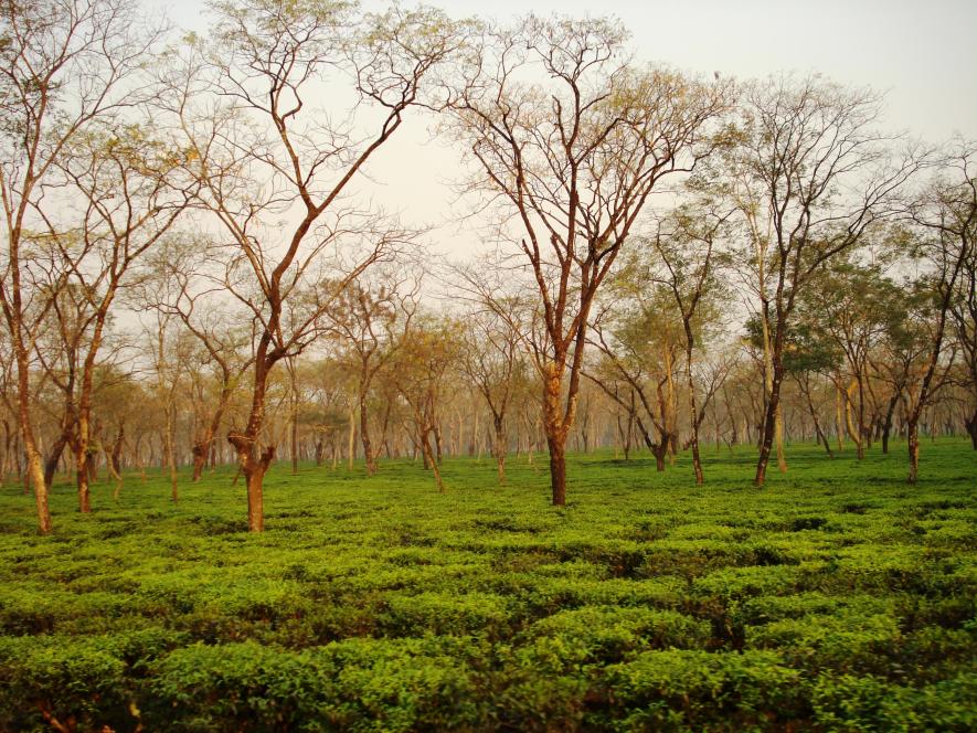 Tea estates of india