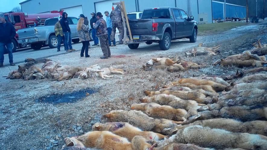 Undercover Investigations Expose Brutal Wildlife Killing Contests