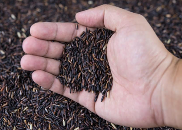 UP: High Demand, Good Returns, but Where do Farmers Sell Chandauli’s Black Rice, Mr PM?