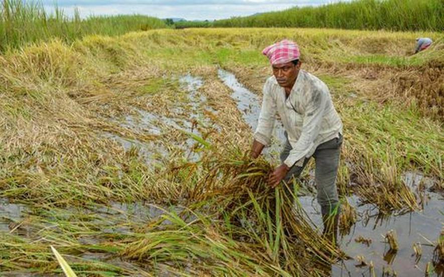 Maharashtra: Package for Rain-Affected Farmers Falls Short of Earlier Demands by NCP and Shiv Sena During BJP Rule