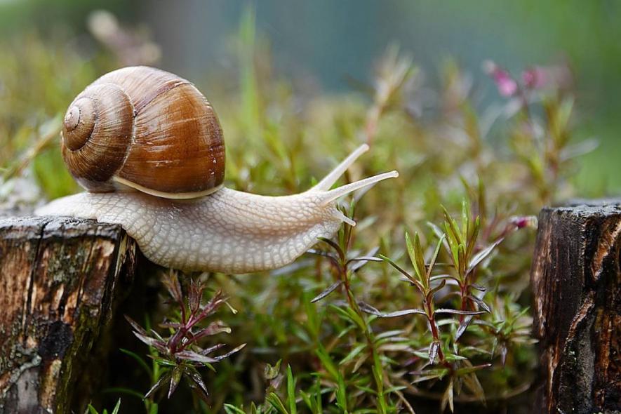 Study Find Snail Mucus Uses in Development of Anti-Cancer Drugs, Water Purification