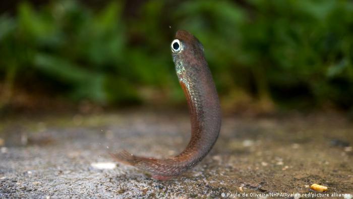 Some killifish species have got used to living in highly polluted waters