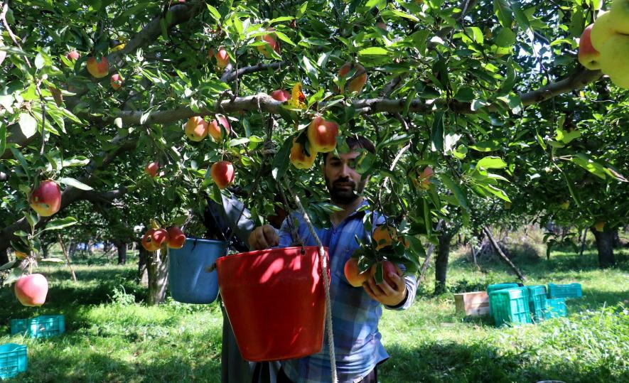 Kashmir's Apple Farmers on Brink as Cheaper Iranian Alternative Takes Over Indian Markets