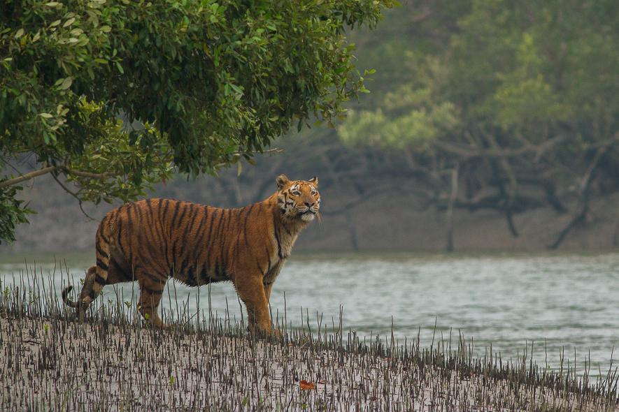 Sundarbans