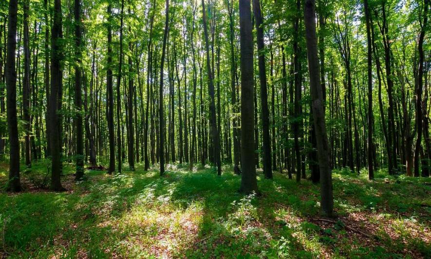 Environment: India is Identifying and Defining Forests Wrongly, Say Experts