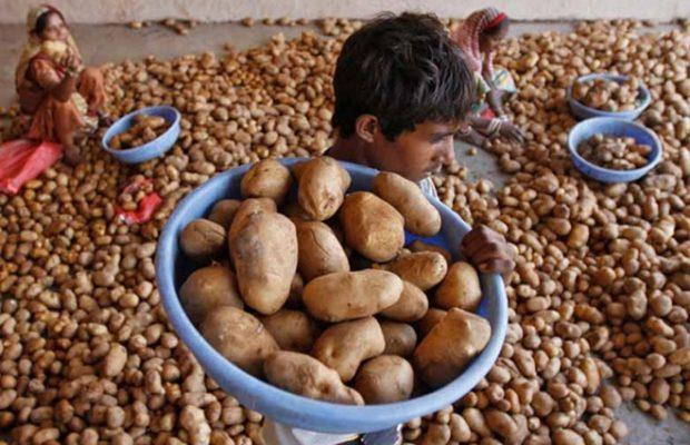 Potato Farmers in Bihar’s Katihar put Profit in ‘Cold Storage’