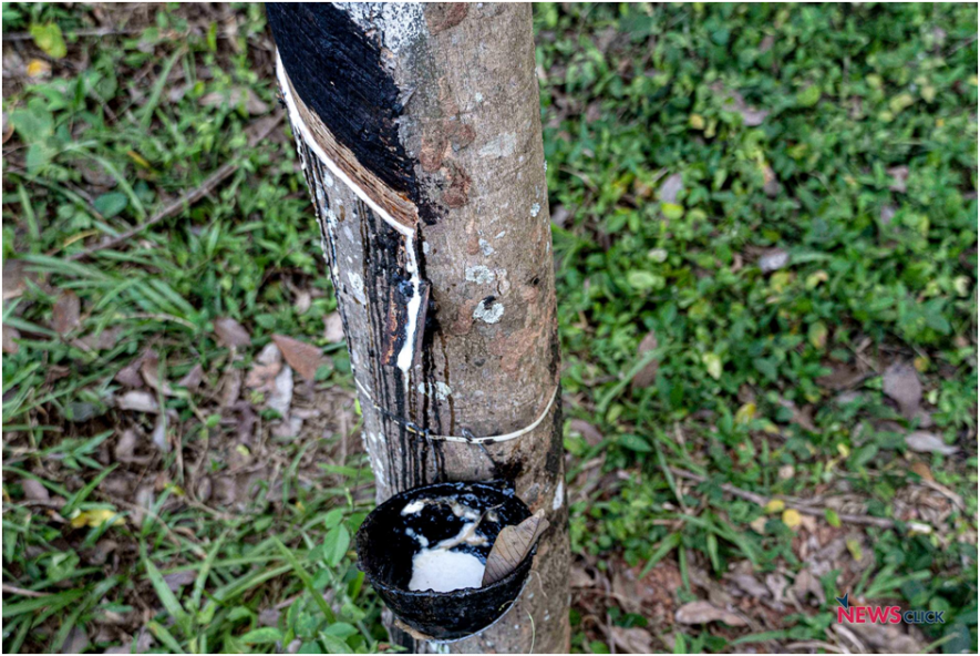 After being tapped, latex is collected, usually in coconut shells or plastic bowls. The workers later contain all the latex for the next stage of processing.