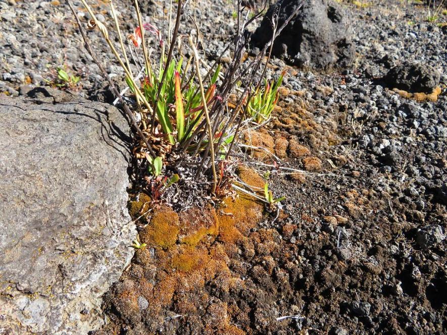 Image source: s, depicting biocrusts in drylands.